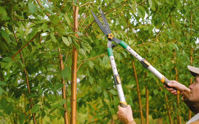 Tree trimming in Hathaway, MT